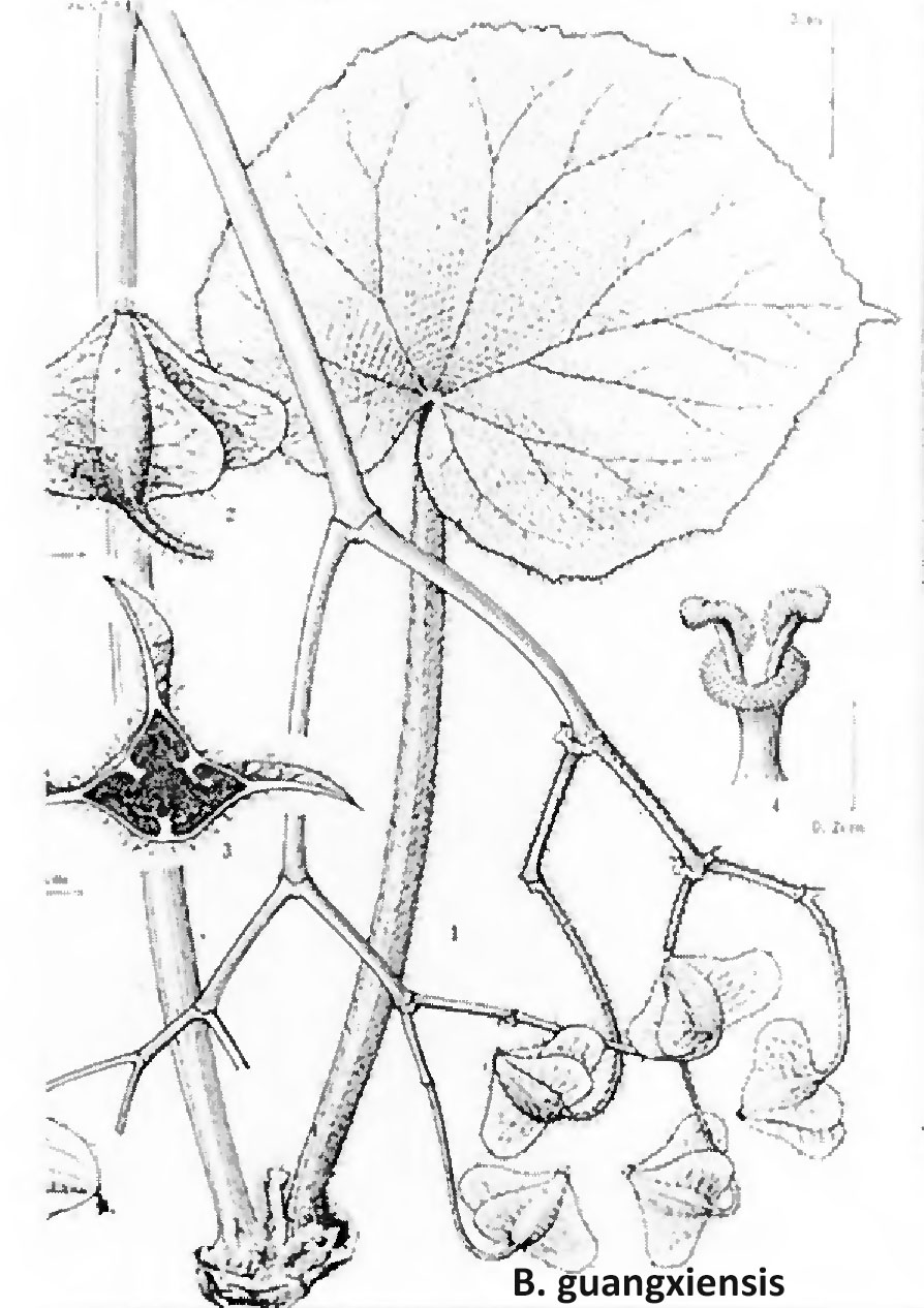 B. guangxiensis